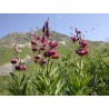 595200-lilium-martagon