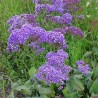 595350-limonium-perezii-lavendelblau
