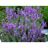 595440-linaria-alpina