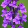 595500-linaria-purpurea