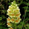 595510-linaria-vulgaris