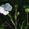 595620-linum-perenne-album