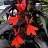 595900-lobelia-cardinalis-queen-victoria