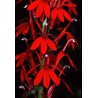 595950-lobelia-speciosa-kompliment-red-f1