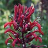 596050-lobelia-tupa