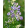 596400-lupinus-arboreus-bleu