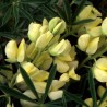 596410-lupinus-arboreus-yellow