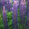 596420-lupinus-polyphyllus-festival-blue