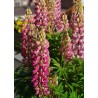 596430-lupinus-polyphyllus-festival-rose