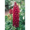 596440-lupinus-polyphyllus-festival-scarlet