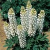 596450-lupinus-polyphyllus-festival-white