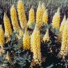 596460-lupinus-polyphyllus-festival-yellow