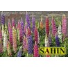 596470-lupinus-polyphyllus-festival-mixed-minarette-mixed