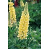 596500-lupinus-polyphyllus-chandelier