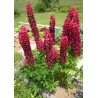 596510-lupinus-polyphyllus-my-castle