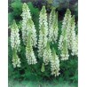 596520-lupinus-polyphyllus-noble-maiden