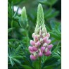 596530-lupinus-polyphyllus-the-chatelaine