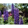 596540-lupinus-polyphyllus-the-governor