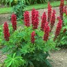 596550-lupinus-polyphyllus-the-pages
