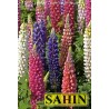 596580-lupinus-polyphyllus-russell-mixture