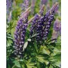 596600-lupinus-perennis-zauberwald