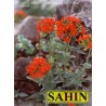 596820-lychnis-chalcedonica-molten-lava