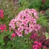 596830-lychnis-chalcedonica-rosea