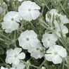 596910-lychnis-coronaria-alba