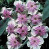 596915-lychnis-coronaria-angel-blush-oculata