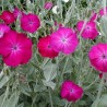 596920-lychnis-coronaria-atrosanguinea