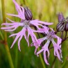 596940-lychnis-flos-cuculi