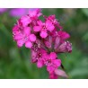 596980-lychnis-viscaria