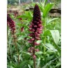 596990-lysimachia-atropurpurea-beaujolais