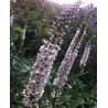 596995-lysimachia-ephemerum