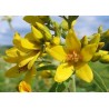 597000-lysimachia-vulgaris