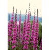 597100-lythrum-salicaria
