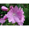 597200-malva-moschata