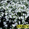 597250-malva-moschata-alba-pirouette