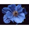 597500-meconopsis-betonicifolia