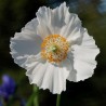 597510-meconopsis-betonicifolia-alba