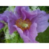 597520-meconopsis-betonicifolia-hensol-violet