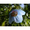 597540-meconopsis-grandis