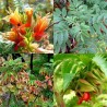 597548-melianthus-comosus