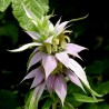 597750-monarda-punctata