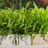 674300-milium-effusum-aureum