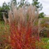 674390-miscanthus-sinensis-purple-fall