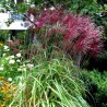 674400-miscanthus-sinensis-red-chief