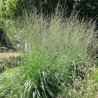 674440-molinia-caerulea-arundinacea-windspiel