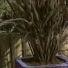 674500-oryza-sativa-black-madras