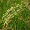 674590-panicum-miliaceum-convar-contractum-kornberger-mittelfruhe